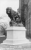 Steele Lion